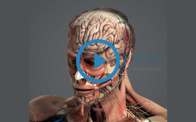Portfolio: Sensational 3D Medical Animation of Craniotomy Procedure by EFFE