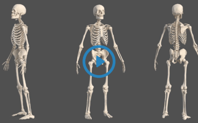 Portfolio: 3D Animated Anatomy Video to Illustrate Human Muscular System | EFFE Animation