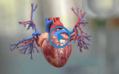 Portfolio: Effective Illustrate of 3D Heart Animation Video by EFFE