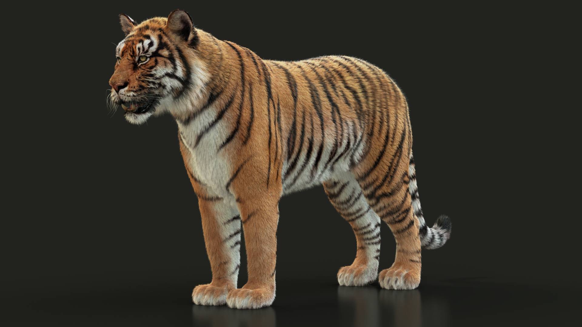 Animals 3D models services<br />
